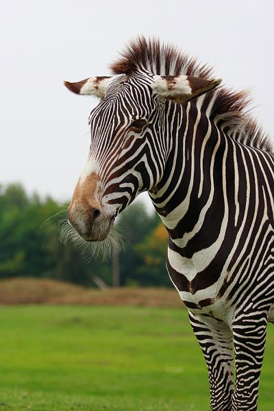 Zebra_Beekse Bergen.jpg